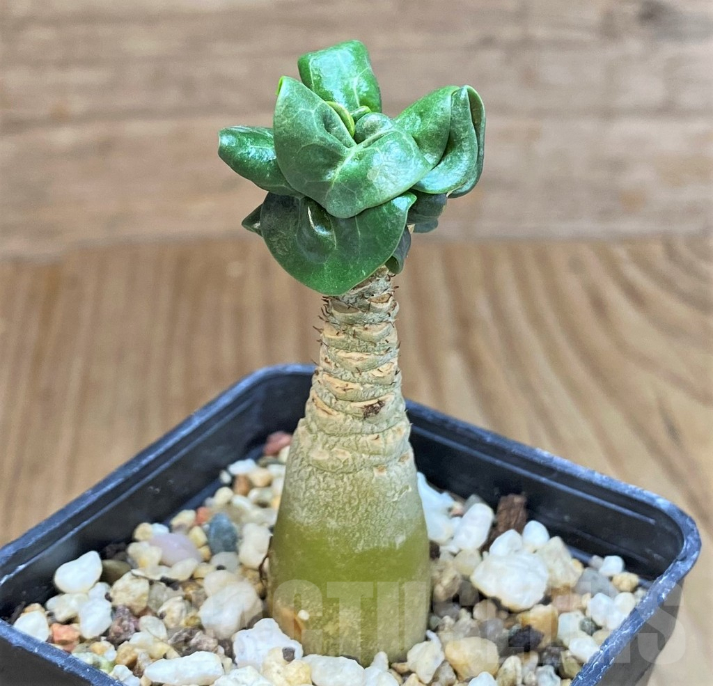 SHPR42580 Adenium mini