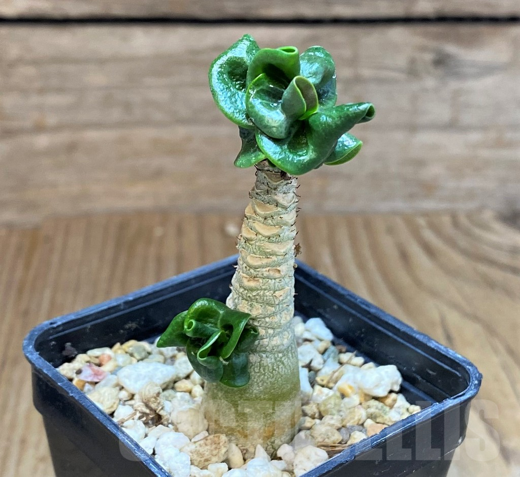 SHPR42581 Adenium mini