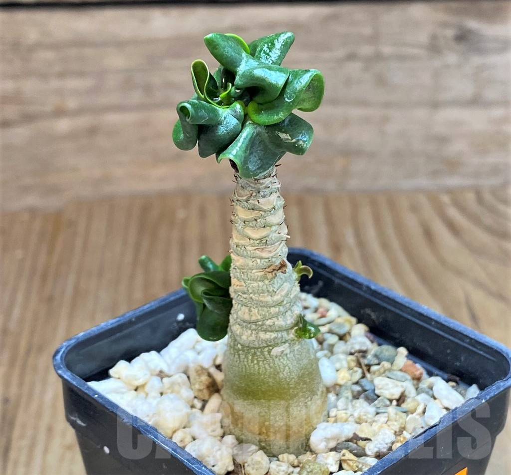 SHPR42581 Adenium mini - Image 2