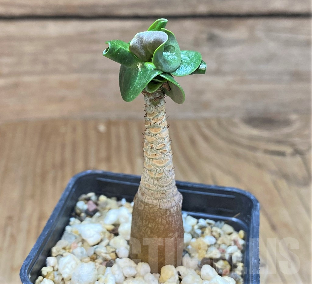 SHPR42582 Adenium mini - Image 2