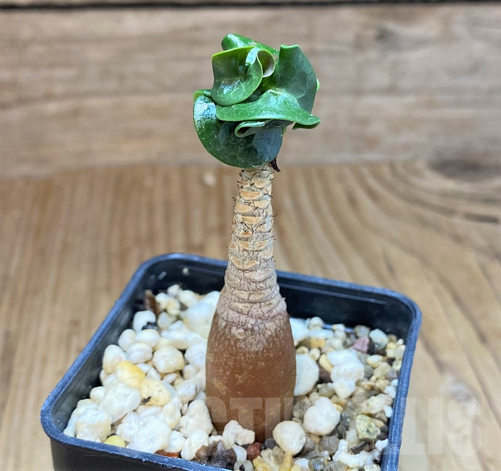 SHPR42582 Adenium mini