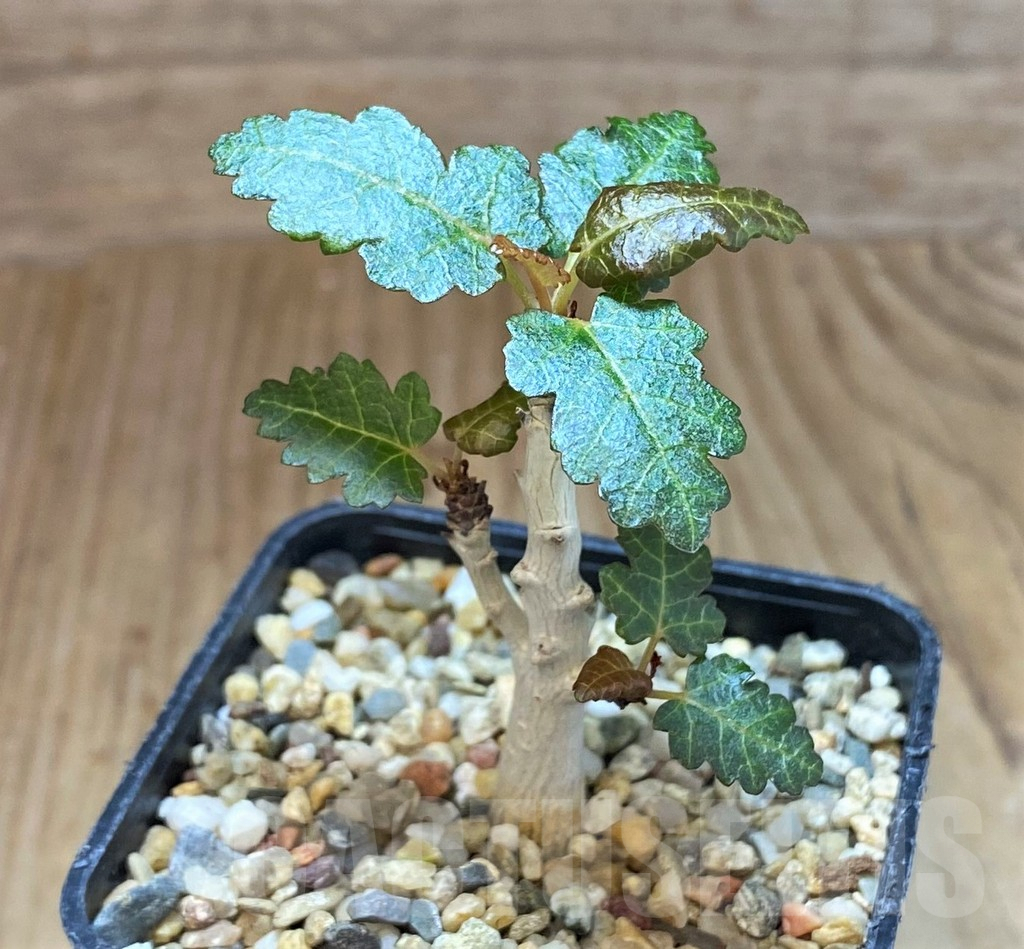 SHPR42583 Boswellia nana