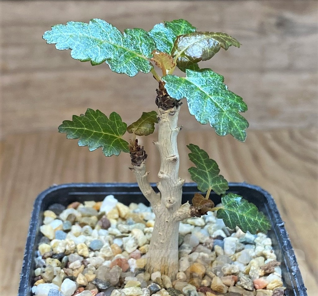 SHPR42583 Boswellia nana - Image 2