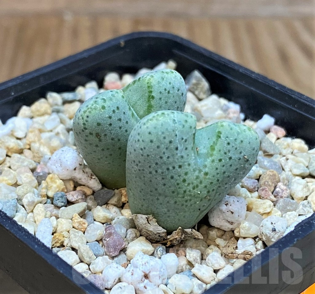 SHPR42532 Conophytum ernianum - Obrázek 2