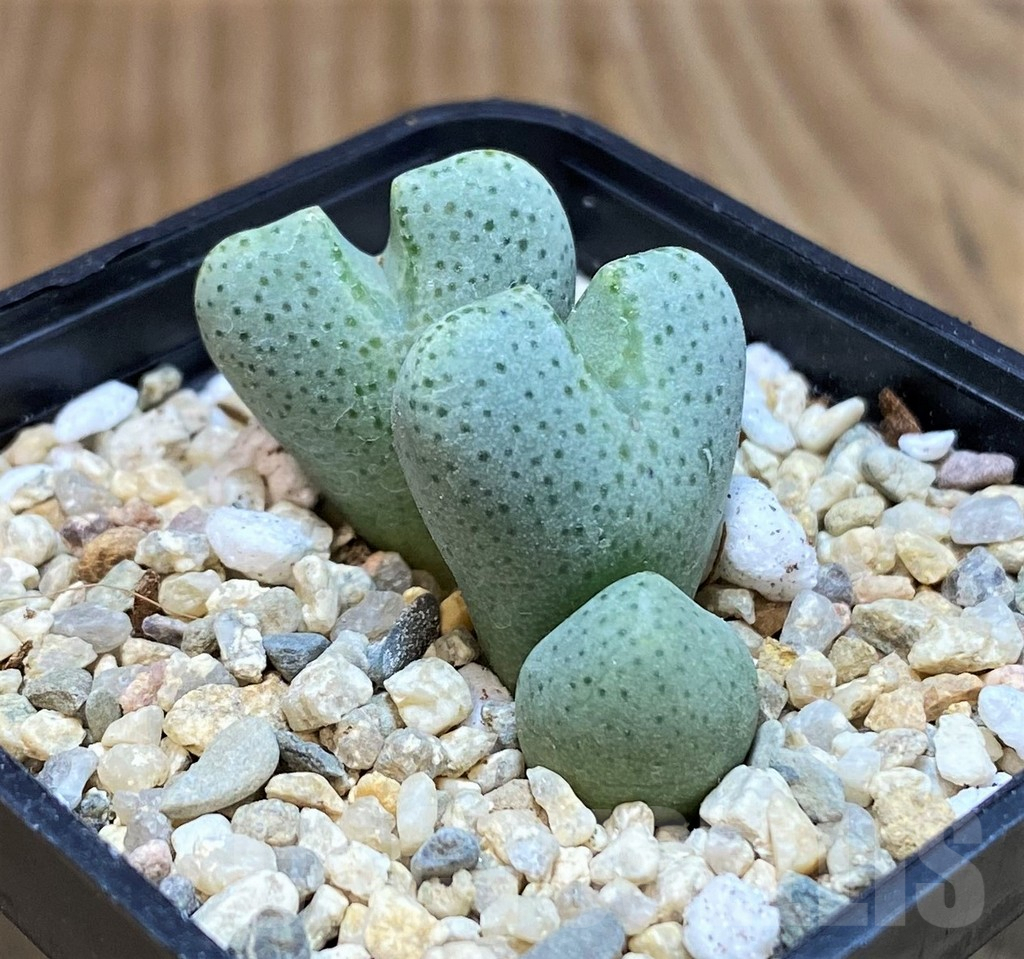 SHPR42532 Conophytum ernianum