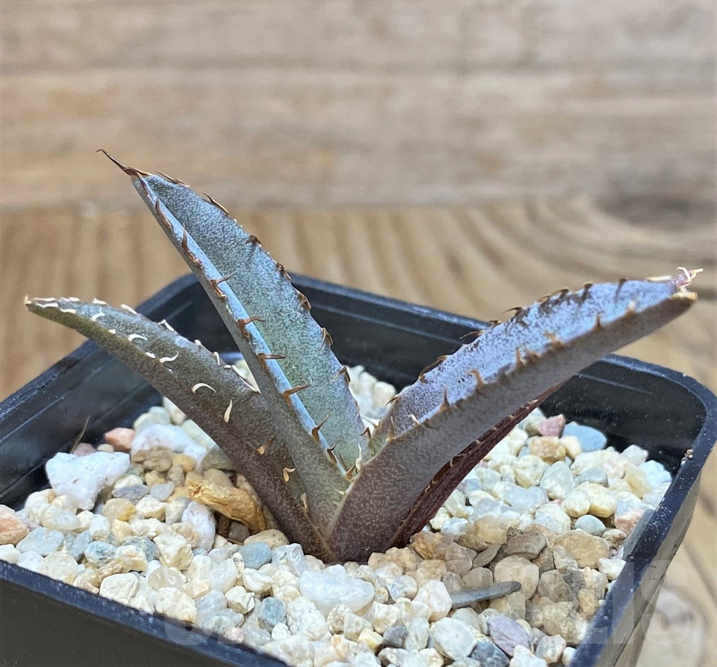 SHPR42534 Agave titanota 'Black and Blue' - immagine 2