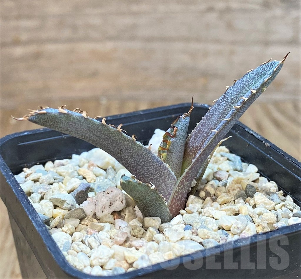 SHPR42535 Agave titanota 'Black and Blue' - Image 2