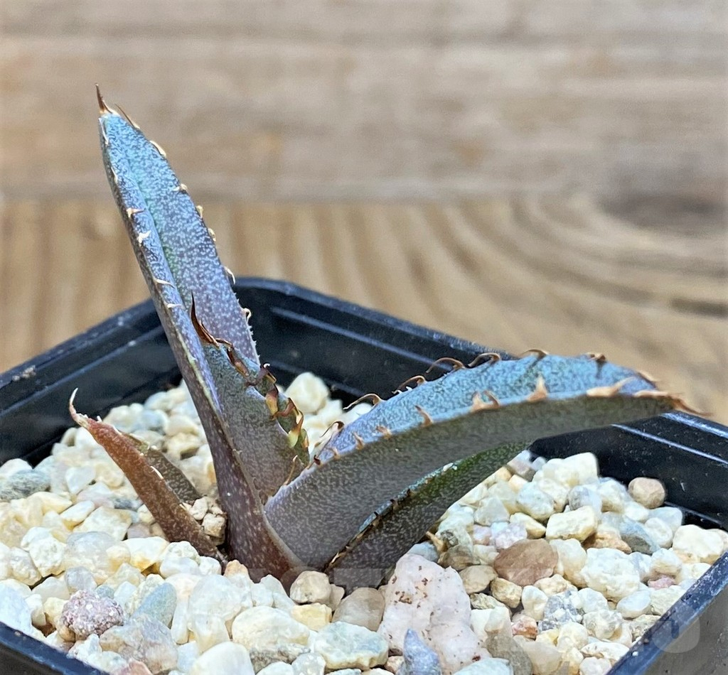 SHPR42535 Agave titanota 'Black and Blue' - Image 3