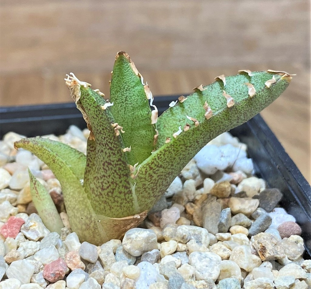 SHPR42538 Agave titanota ‘Sierra Mixteca’ - immagine 2