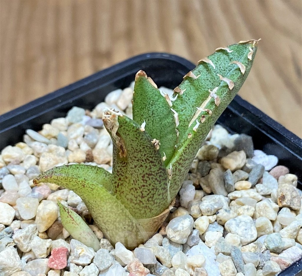 SHPR42538 Agave titanota ‘Sierra Mixteca’ - immagine 3