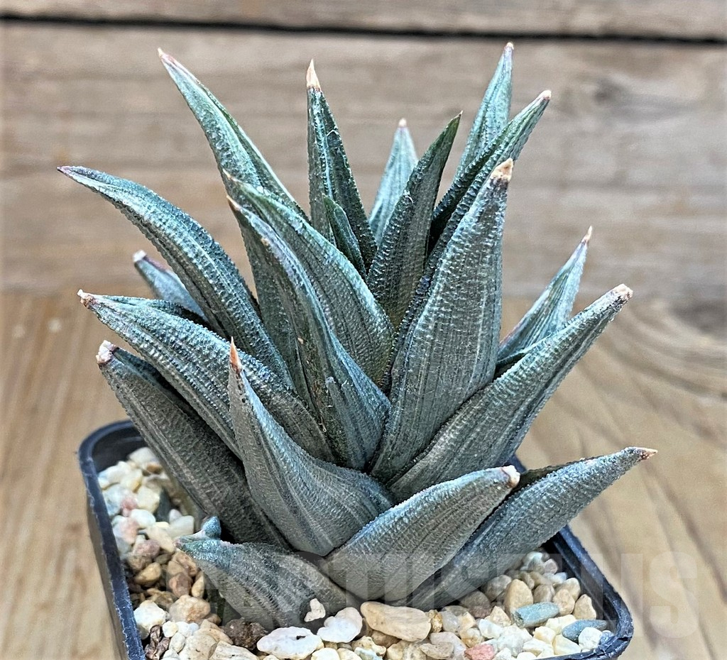 SHPR42540 Haworthia tortuosa f. variegata - immagine 2