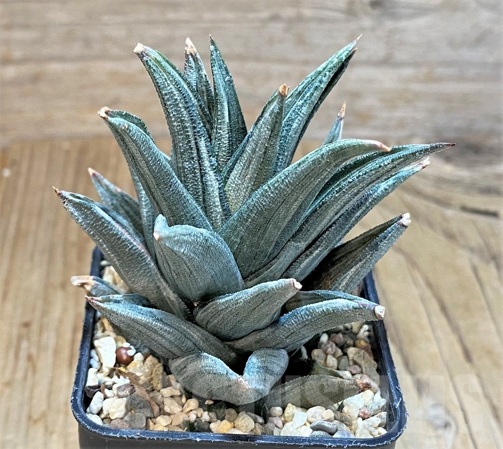 SHPR42540 Haworthia tortuosa f. variegata