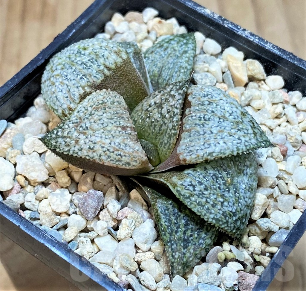 SHPR42541 Haworthia splendens GM452 – Bild 2