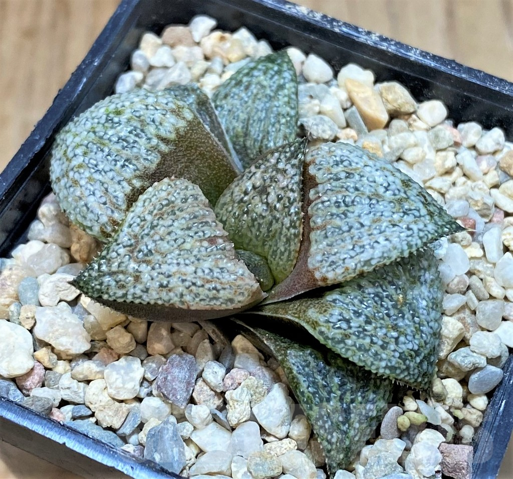 SHPR42541 Haworthia splendens GM452