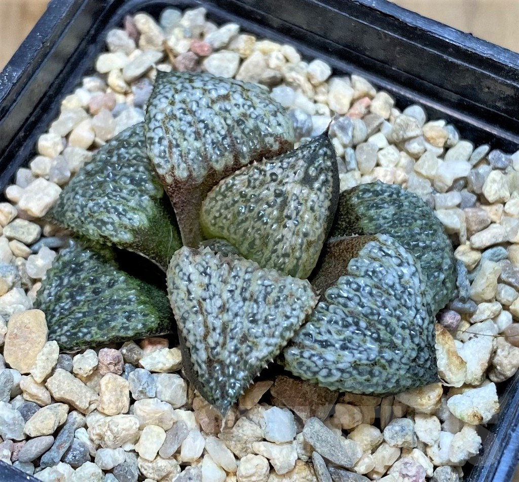 SHPR42542 Haworthia splendens GM452