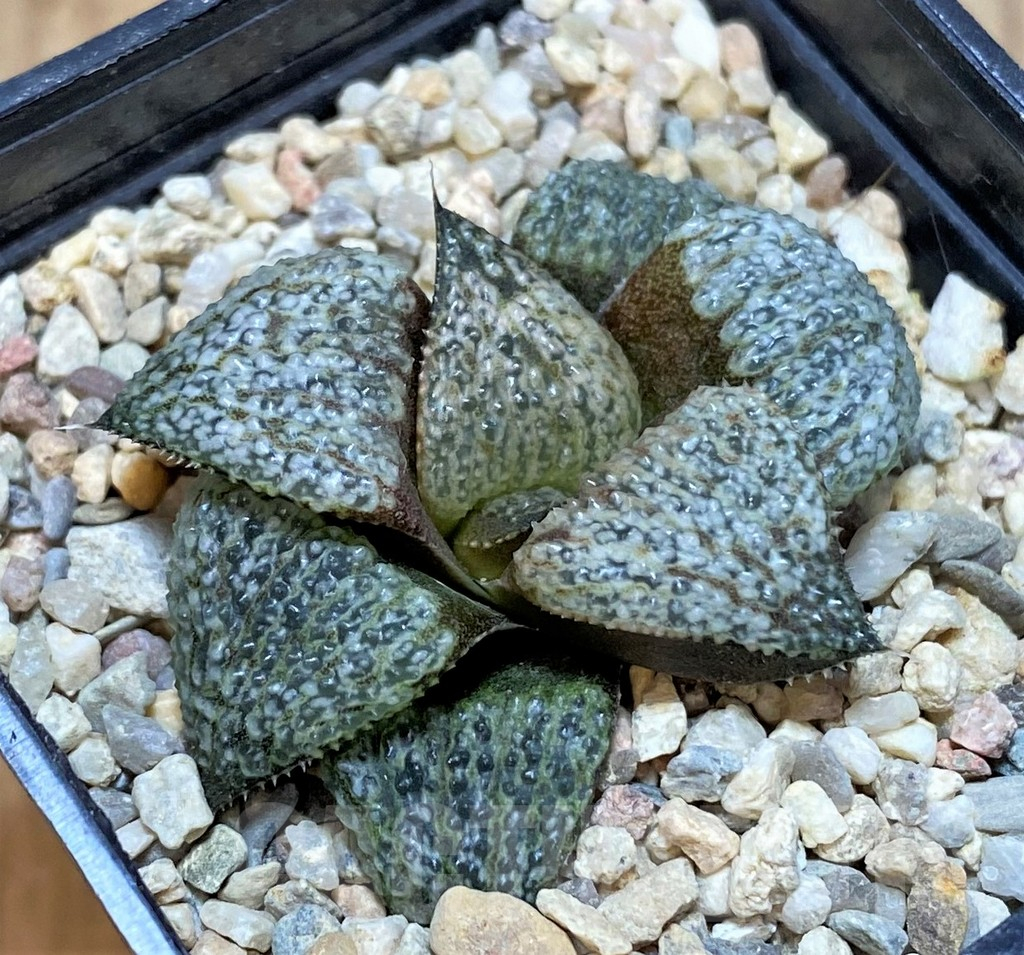 SHPR42542 Haworthia splendens GM452 – Bild 2