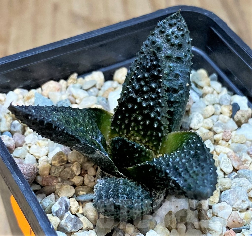 SHPR42544 Haworthia scabra – Bild 2