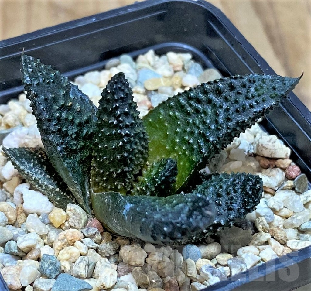 SHPR42544 Haworthia scabra