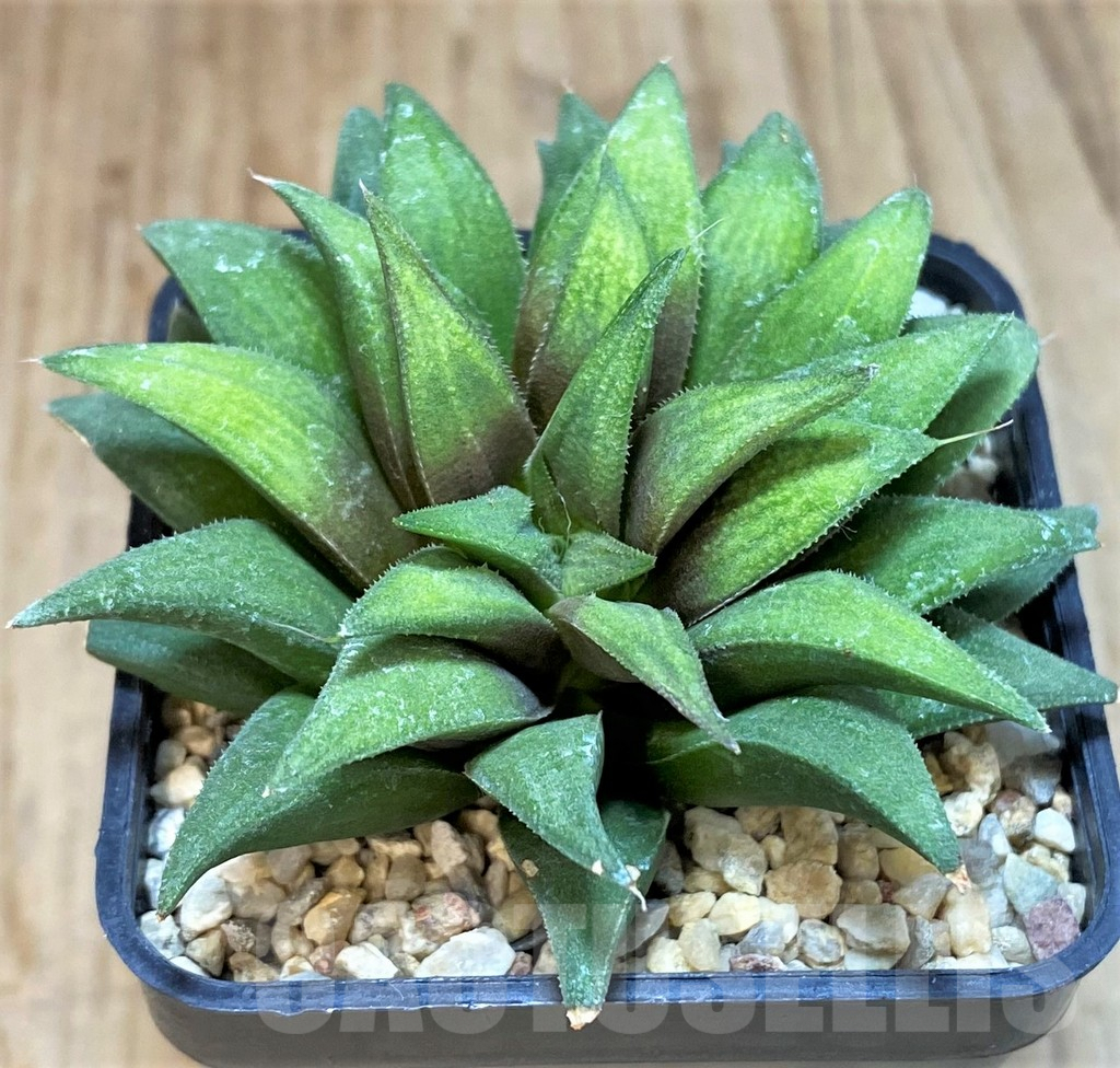 SHPR42545 Haworthia parksiana green - Image 2