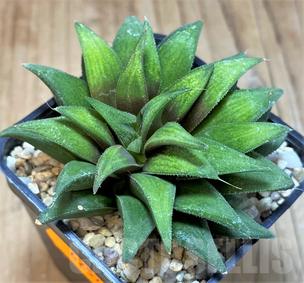 SHPR42545 Haworthia parksiana green