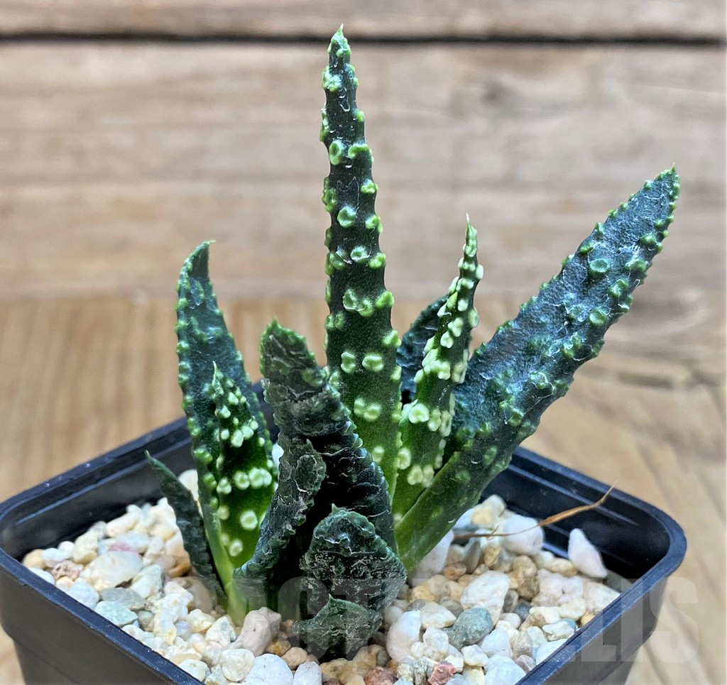 SHPR42548 Haworthia pumila 'Donut' - immagine 3