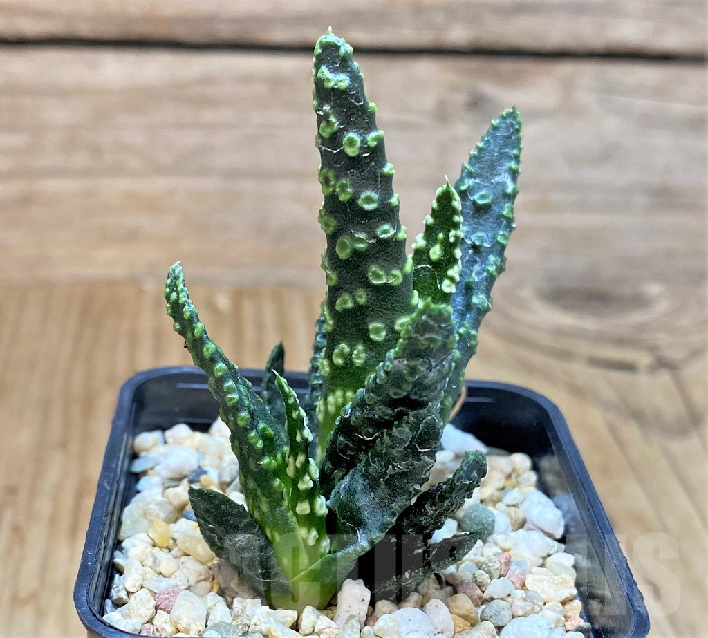 SHPR42548 Haworthia pumila 'Donut' - immagine 2