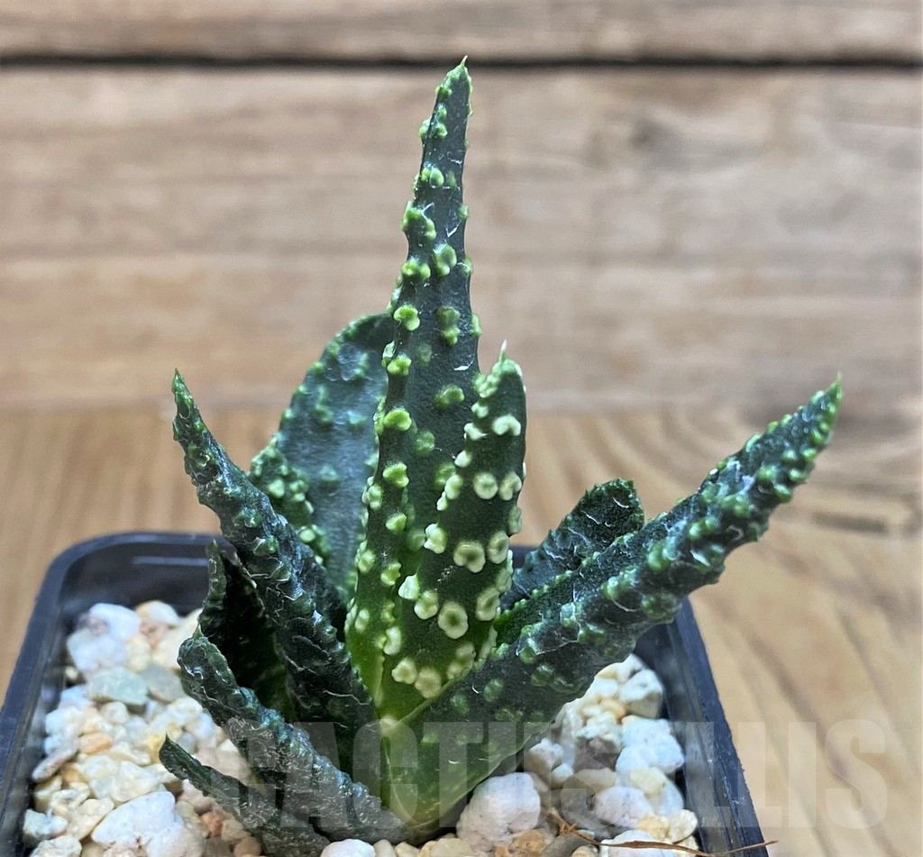 SHPR42548 Haworthia pumila 'Donut'