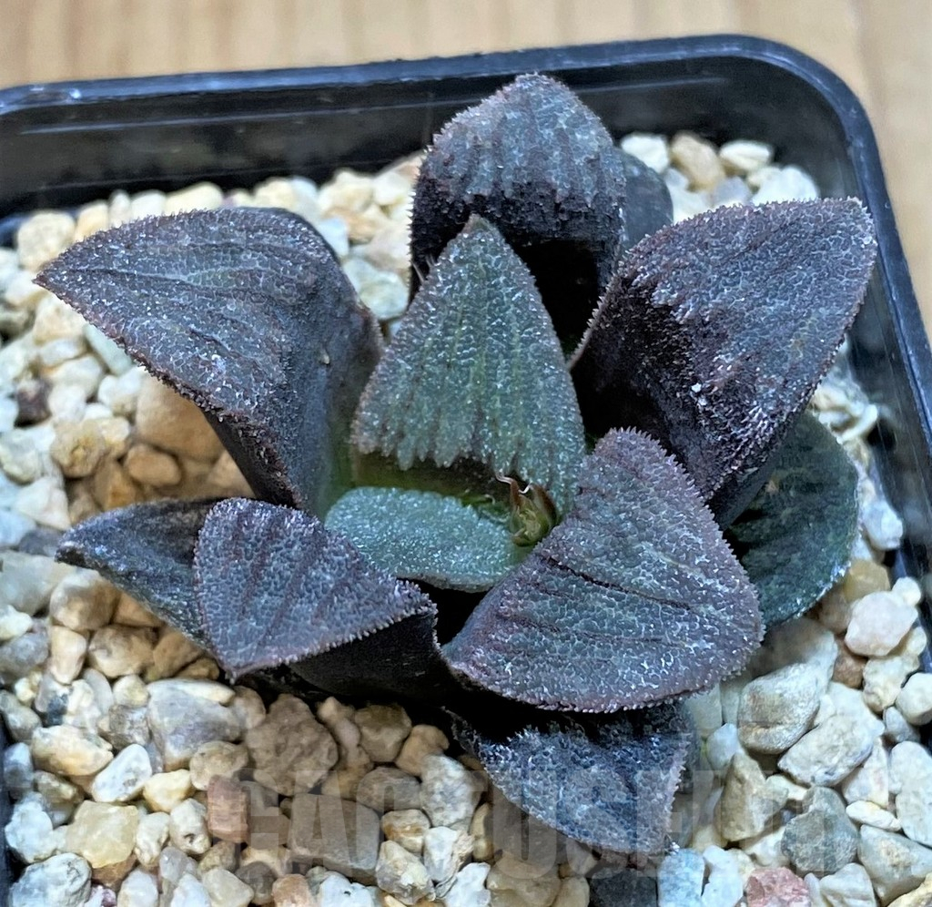 SHPR42549 Haworthia pygmaea 'Dekenahii' hybrid - immagine 2