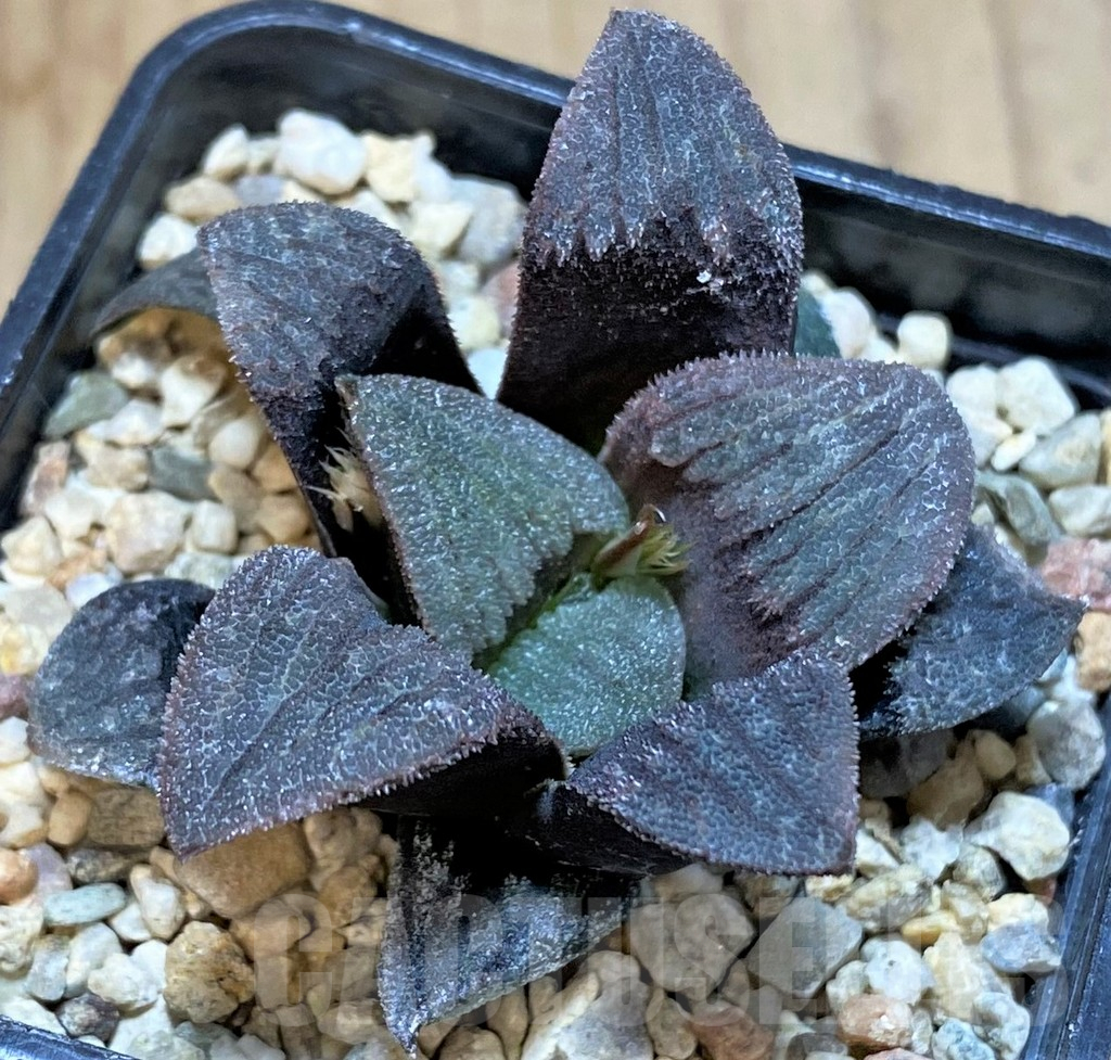 SHPR42549 Haworthia pygmaea 'Dekenahii' hybrid