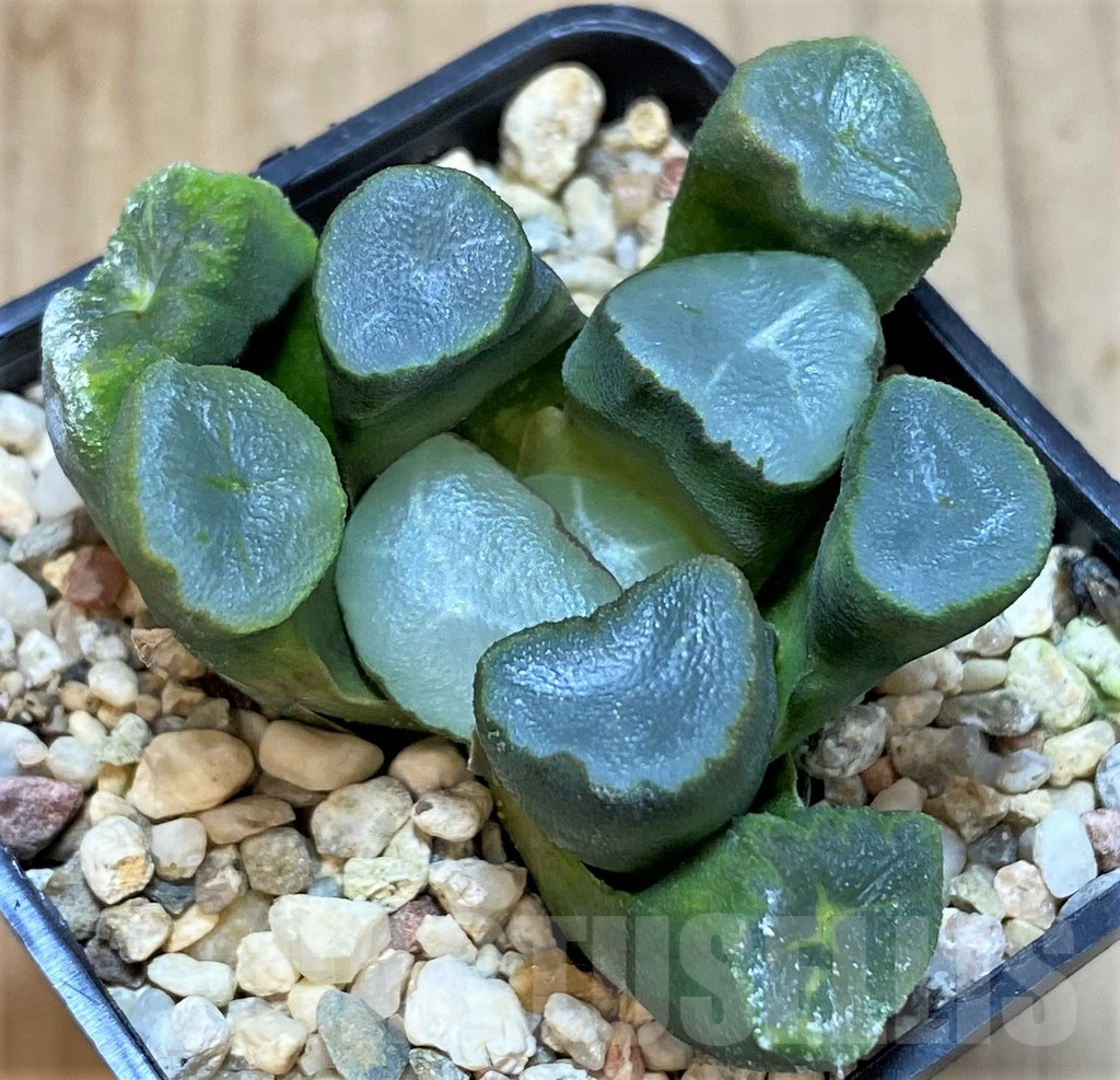 SHPR42550 Haworthia maughanii -Japan-