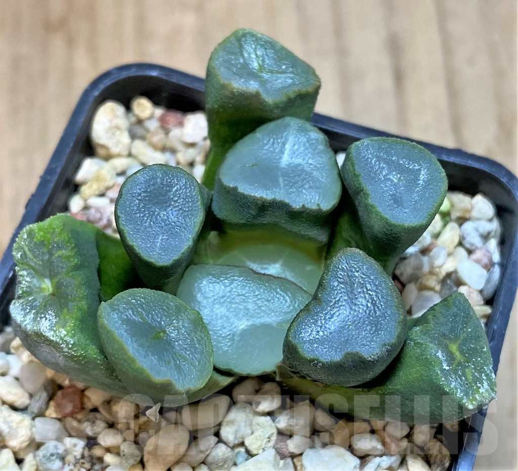 SHPR42550 Haworthia maughanii -Japan- - immagine 2