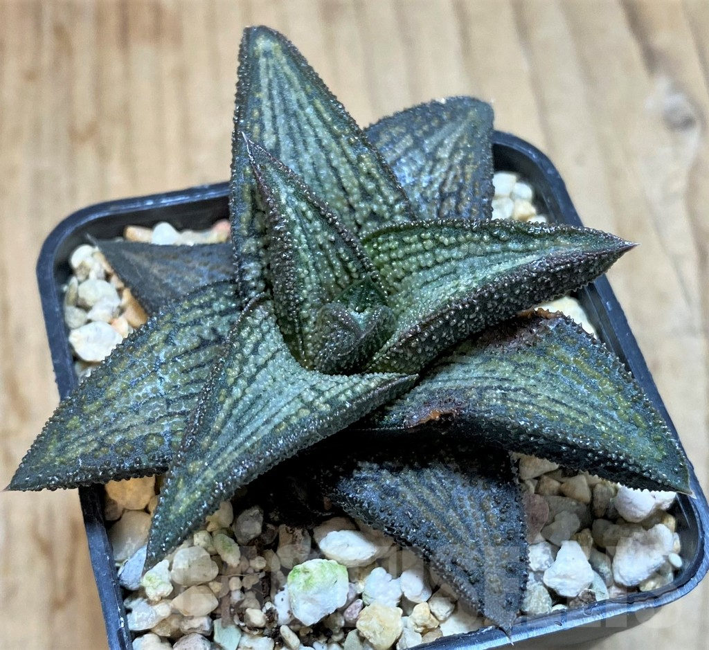 SHPR42551 Haworthia 'Kintaikyo' - Image 2