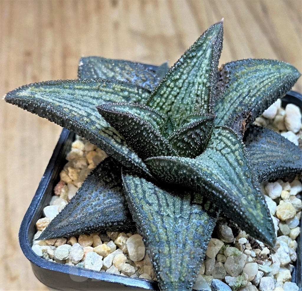 SHPR42551 Haworthia 'Kintaikyo'