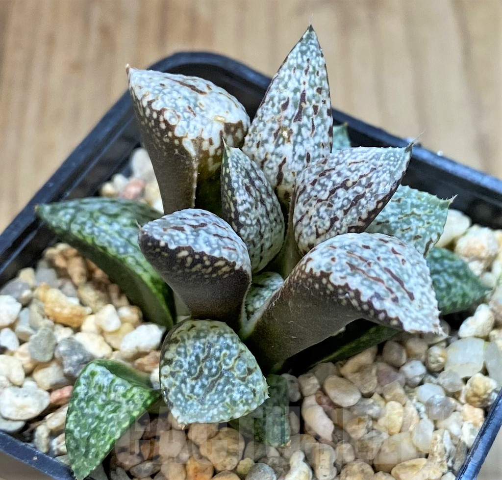SHPR42552 Haworthia picta -Japan-