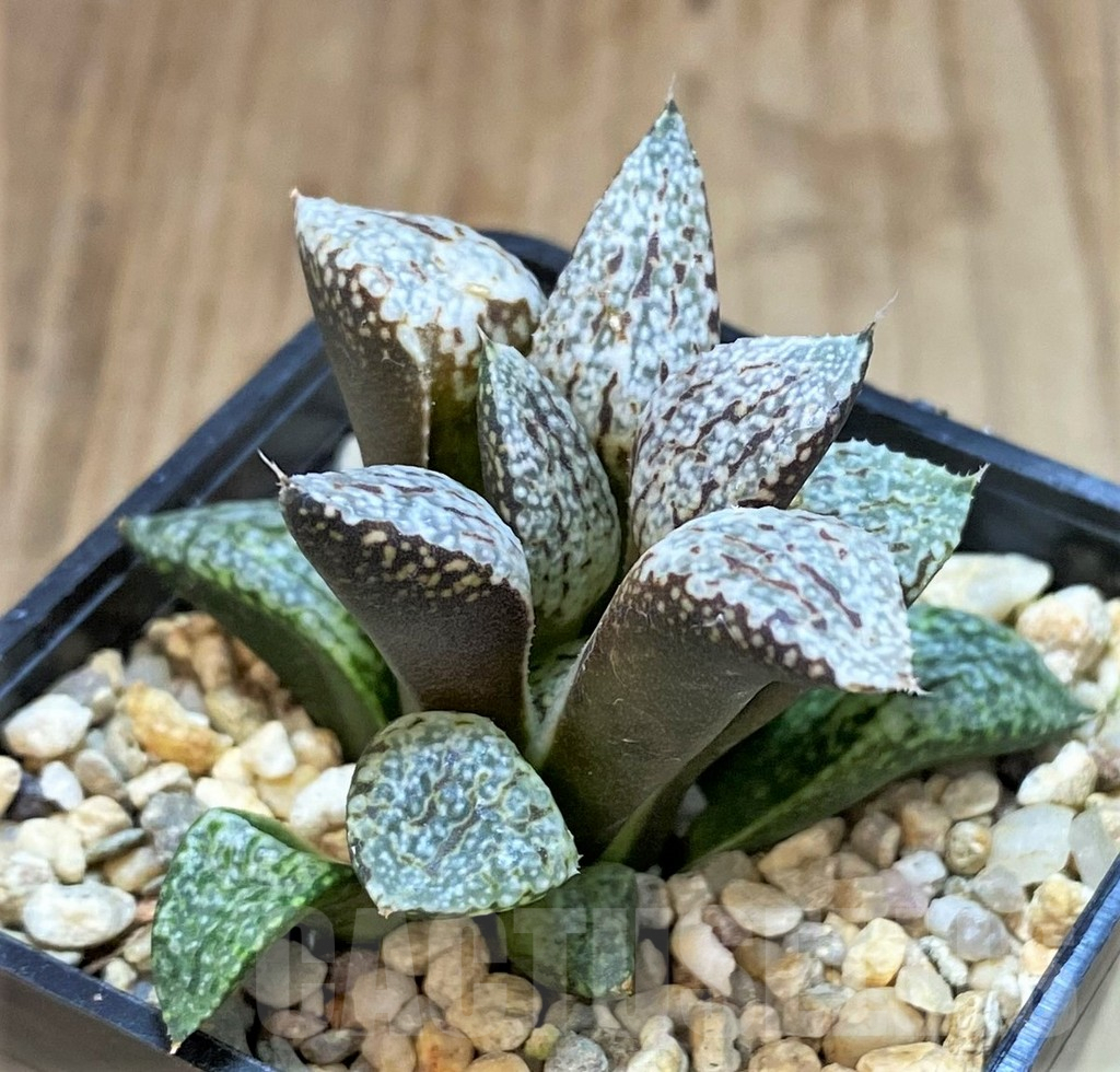 SHPR42552 Haworthia picta -Japan- - Image 2