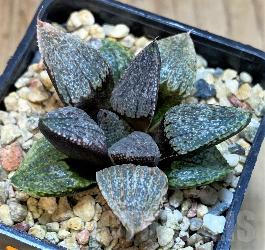 SHPR42553 Haworthia picta