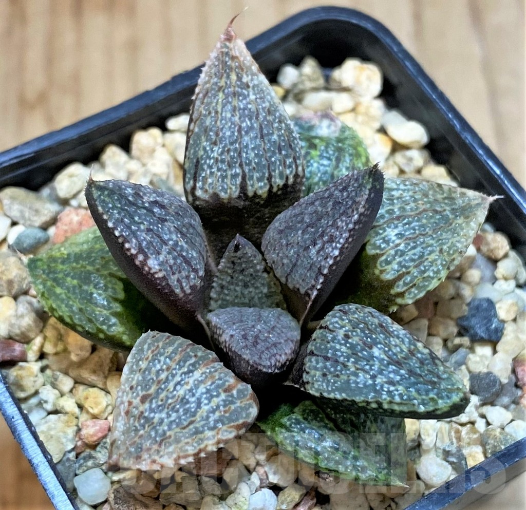 SHPR42553 Haworthia picta - Image 2