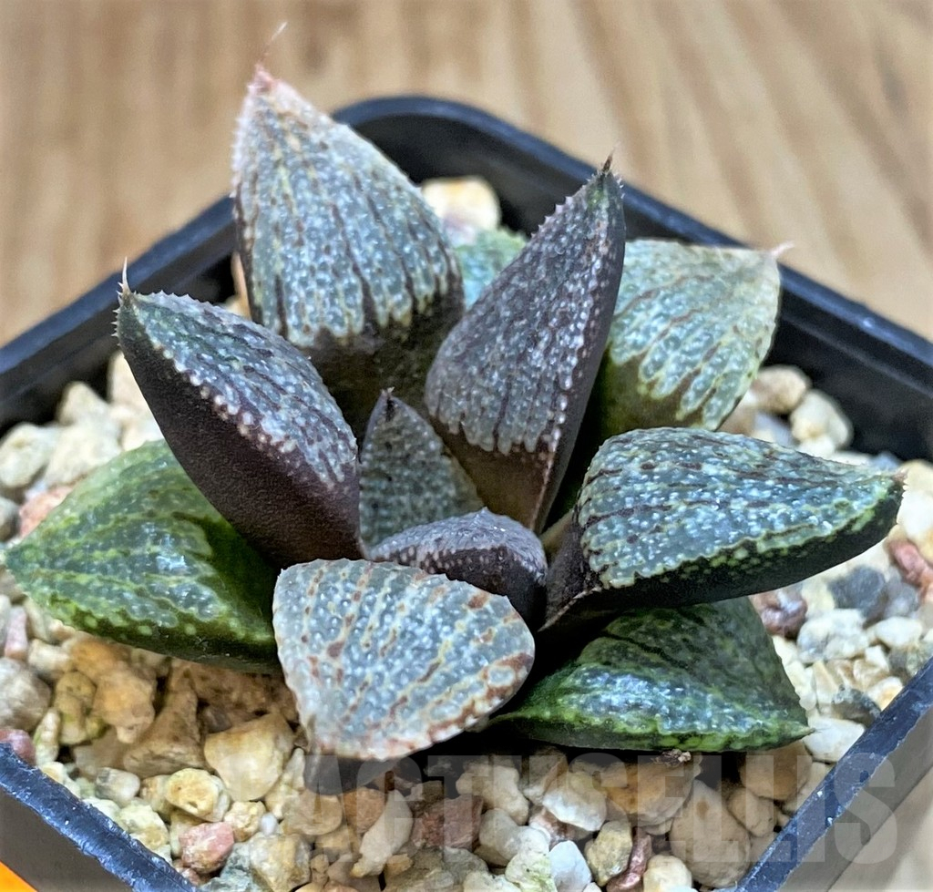 SHPR42553 Haworthia picta - Image 3