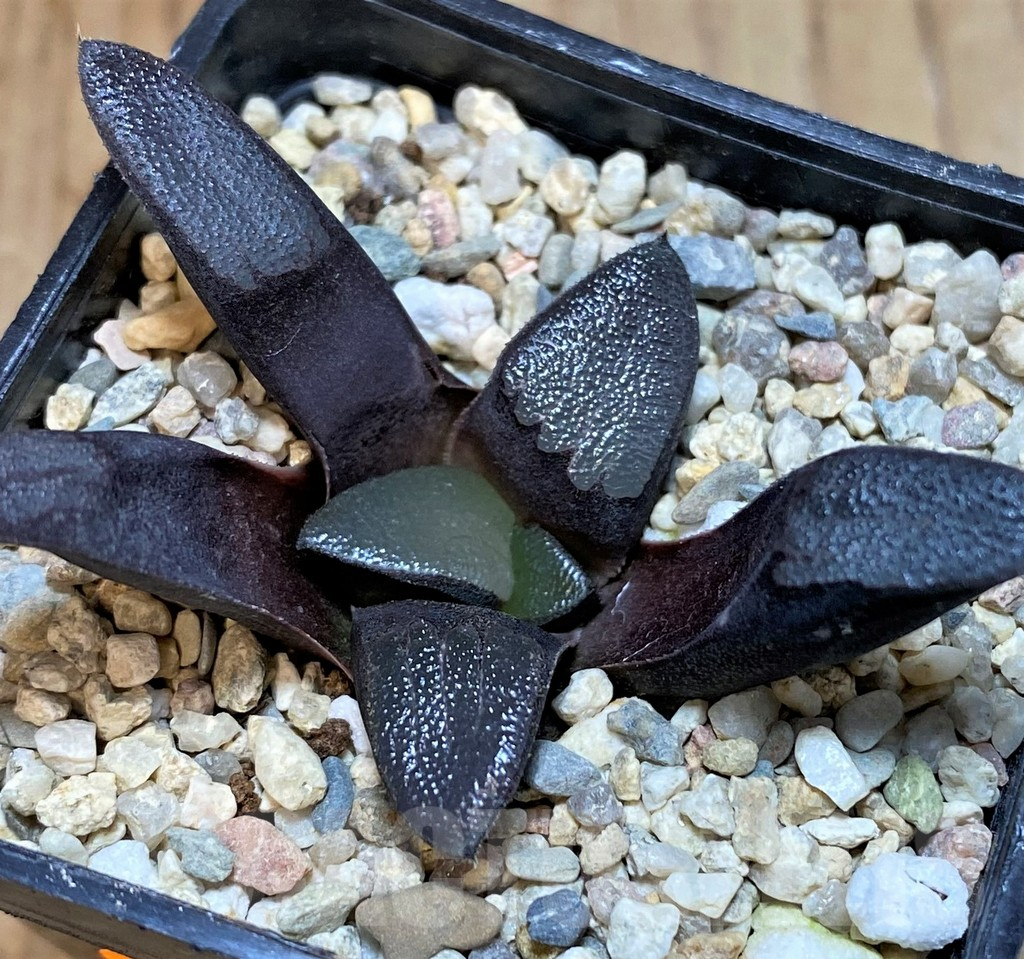 SHPR42554 Haworthia bayeri - 画像 (2)