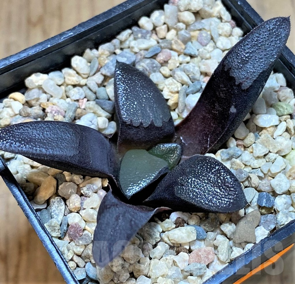 SHPR42554 Haworthia bayeri