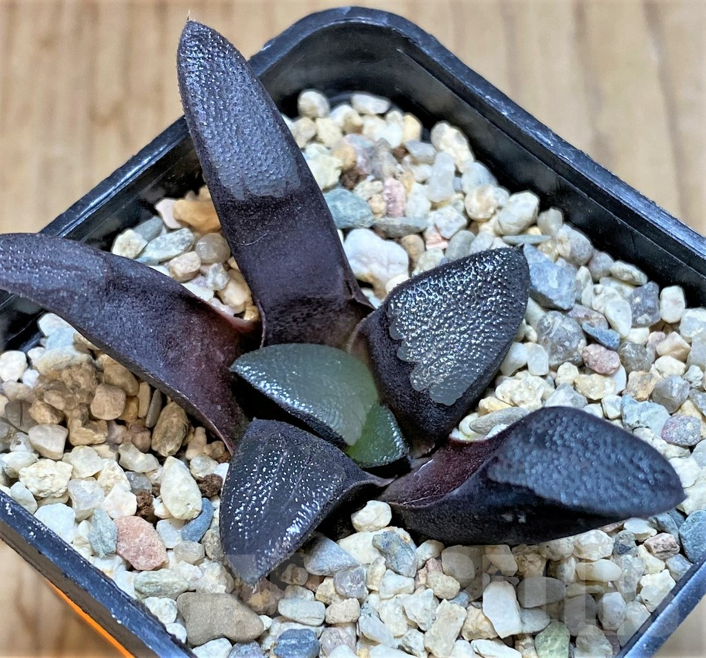 SHPR42554 Haworthia bayeri - 画像 (3)