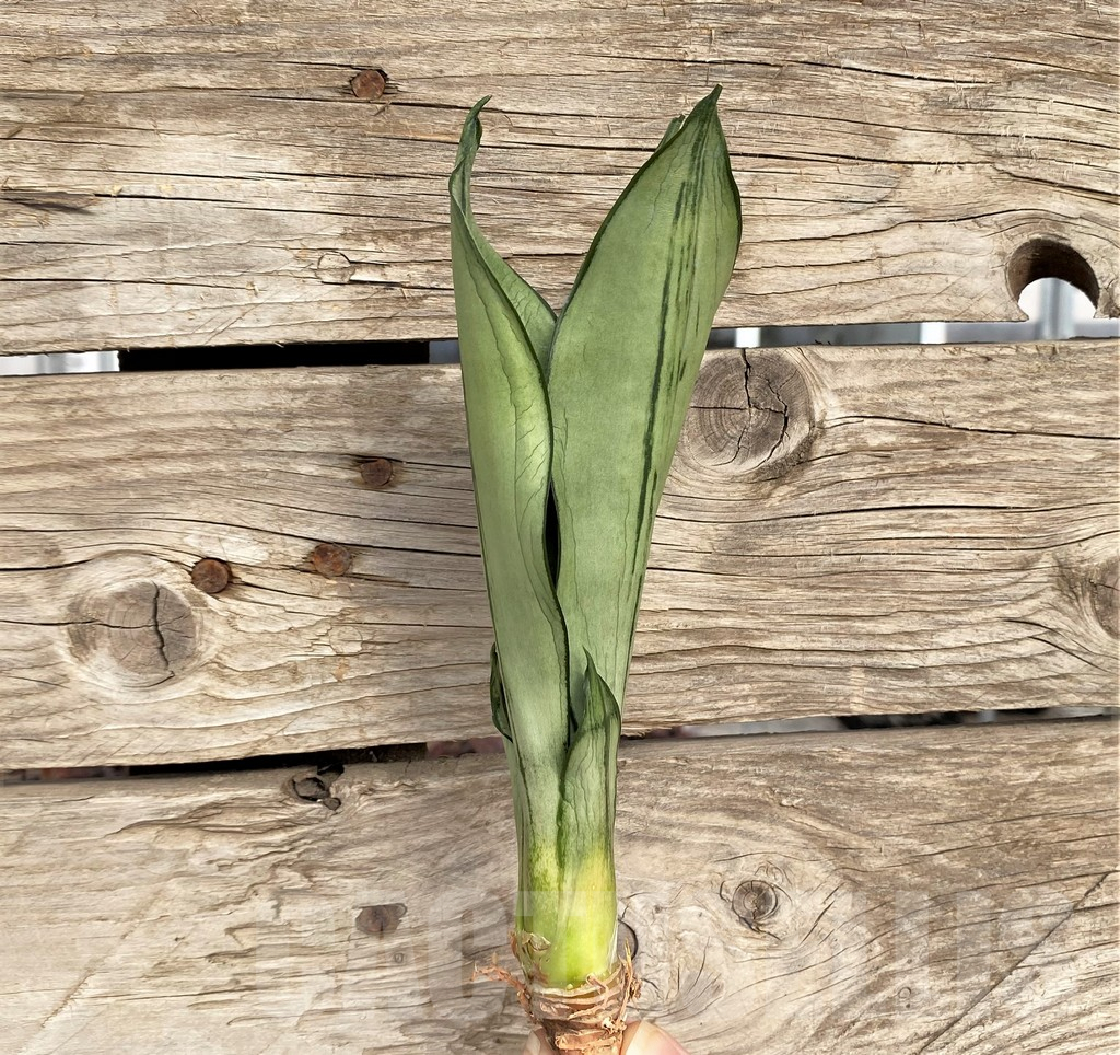 SHPR42702 Sansevieria 'Brazilian Moonshine' – Bild 2