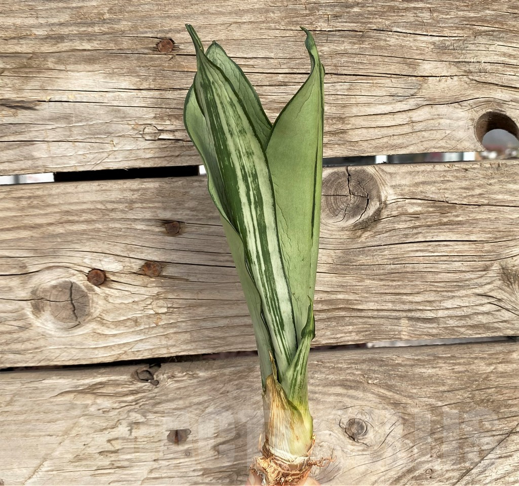 SHPR42702 Sansevieria 'Brazilian Moonshine'