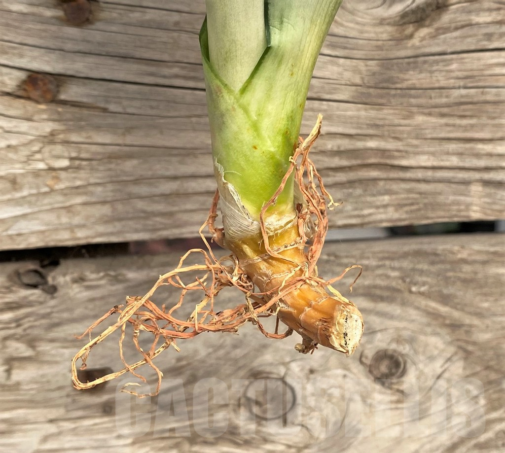 SHPR42703 Sansevieria 'Brazilian Moonshine' – Bild 2