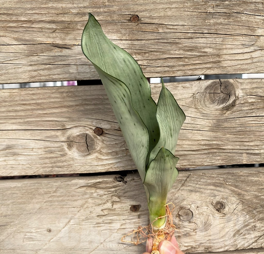 SHPR42703 Sansevieria 'Brazilian Moonshine'