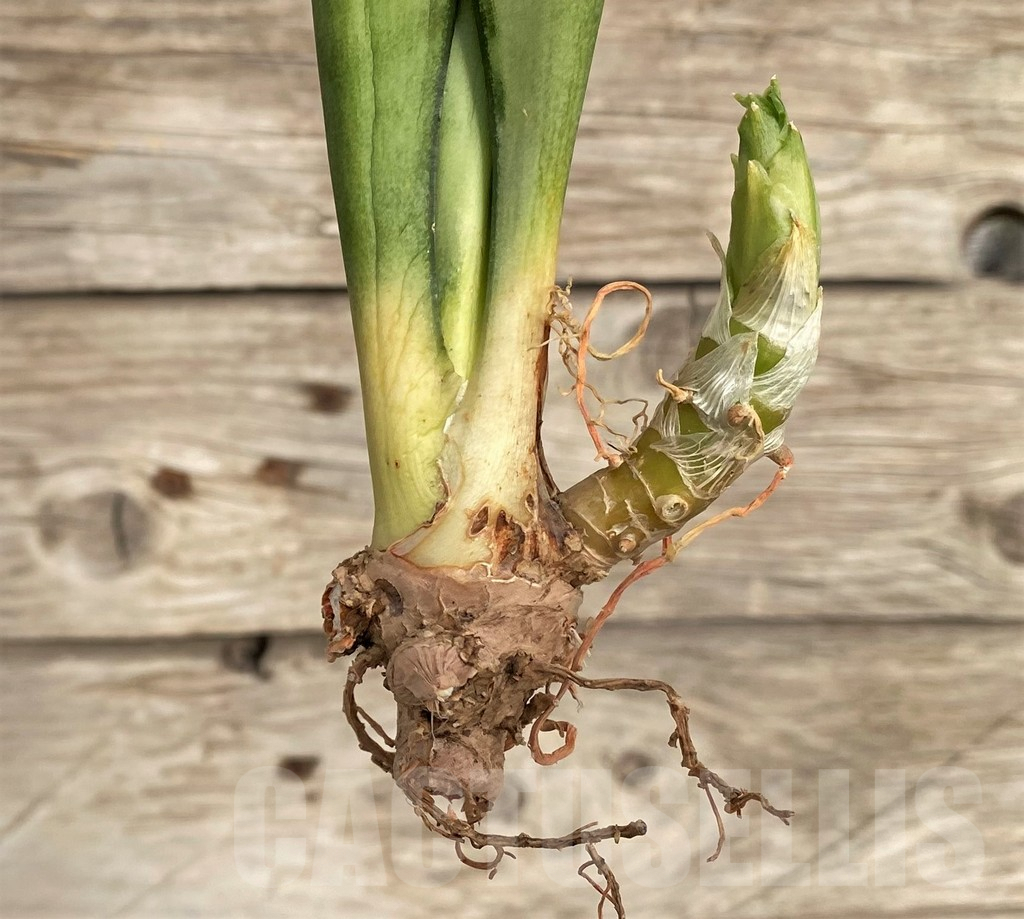 SHPR42704 Sansevieria 'Brazilian Moonshine' - Image 2