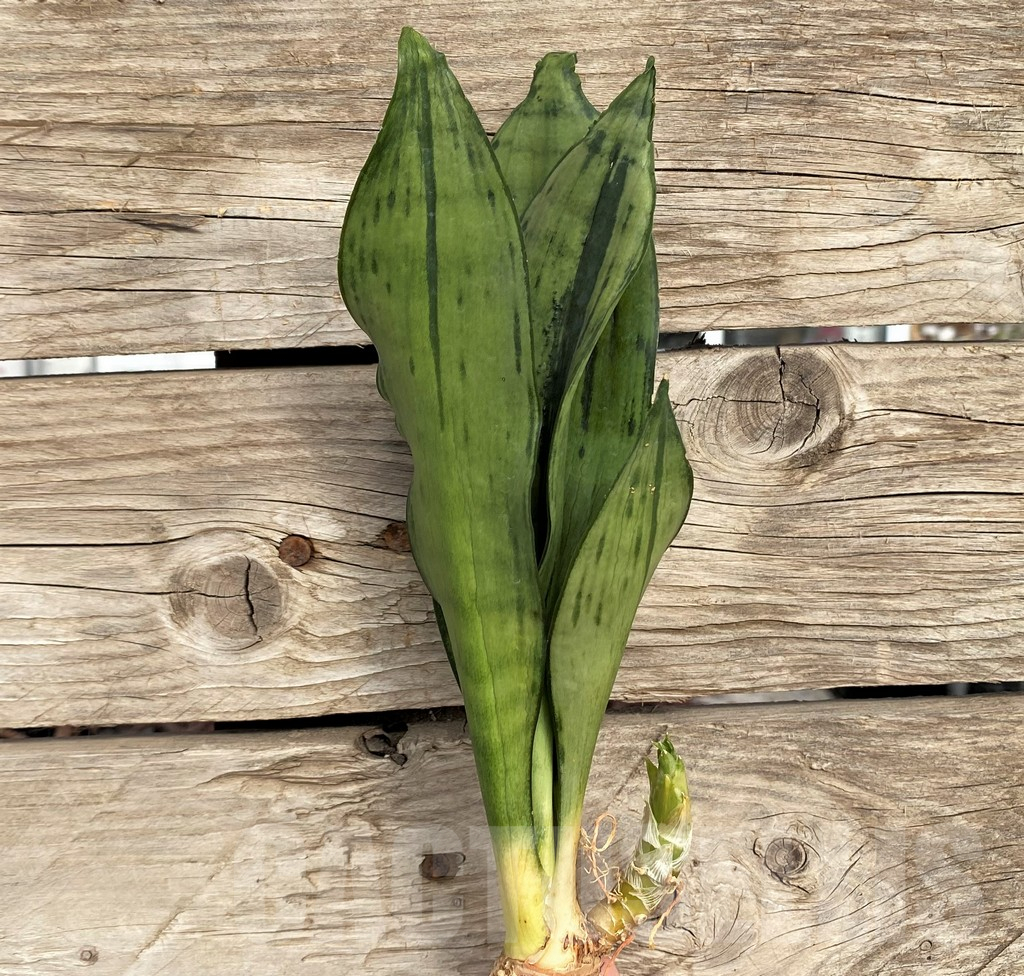 SHPR42704 Sansevieria 'Brazilian Moonshine'