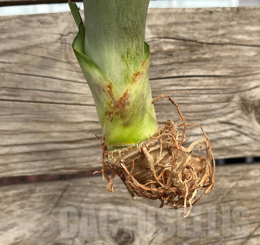 SHPR42706 Sansevieria 'Brazilian Moonshine' - Imagen 2