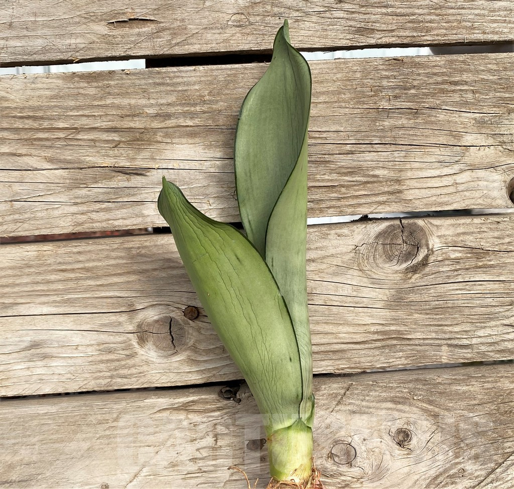 SHPR42706 Sansevieria 'Brazilian Moonshine'