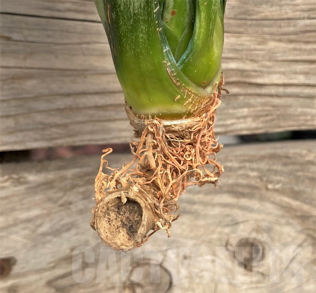 SHPR42707 Sansevieria 'Brazilian Moonshine' - Imagen 2